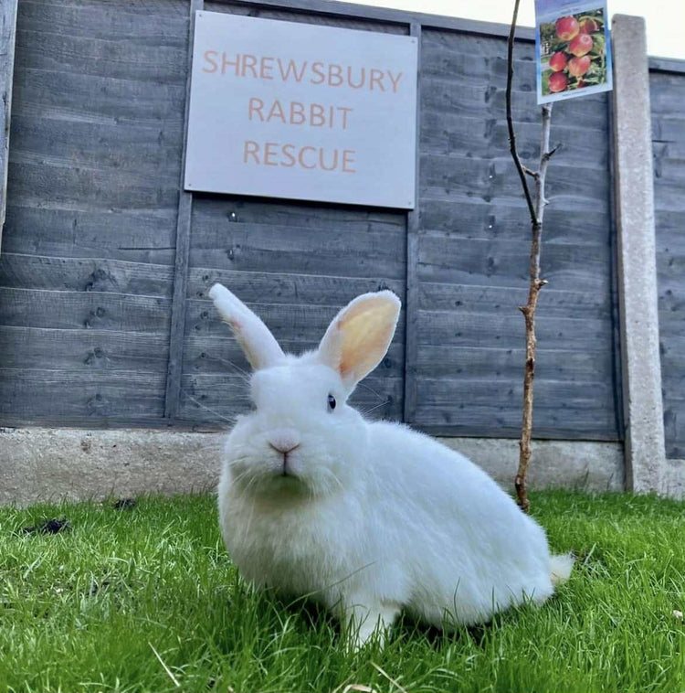 Sanctuary β Shrewsbury Rabbit Rescue