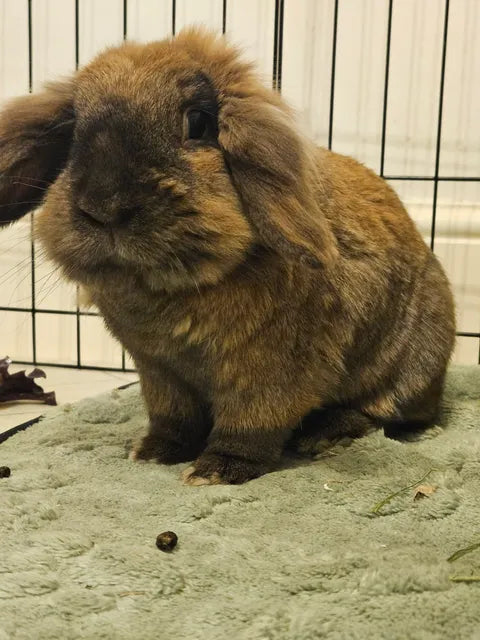 Dougie