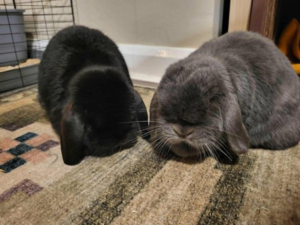 Adoption – Shrewsbury Rabbit Rescue