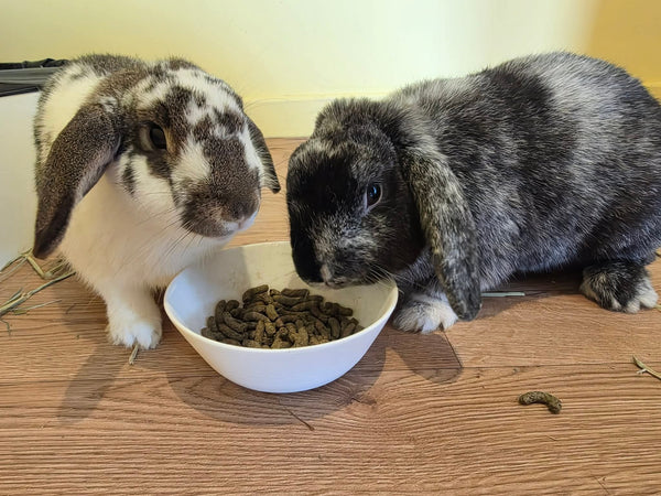Percy and Gatsby 