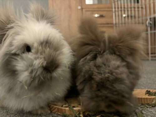 Adoption – Shrewsbury Rabbit Rescue
